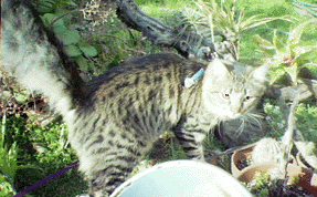 i LOVE playin' in the backyard more than ANYTHING in the universe...except eating !