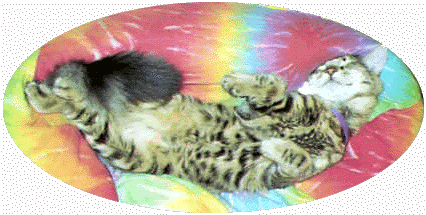 ssshhhhhhhhh.......winky's taking a catnap....too much catnip                                                  :o) >